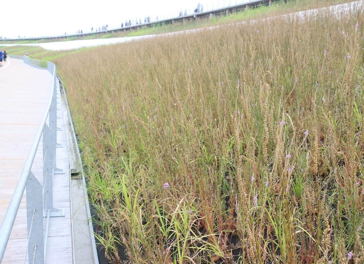 大屋根リング上の緑地エリア