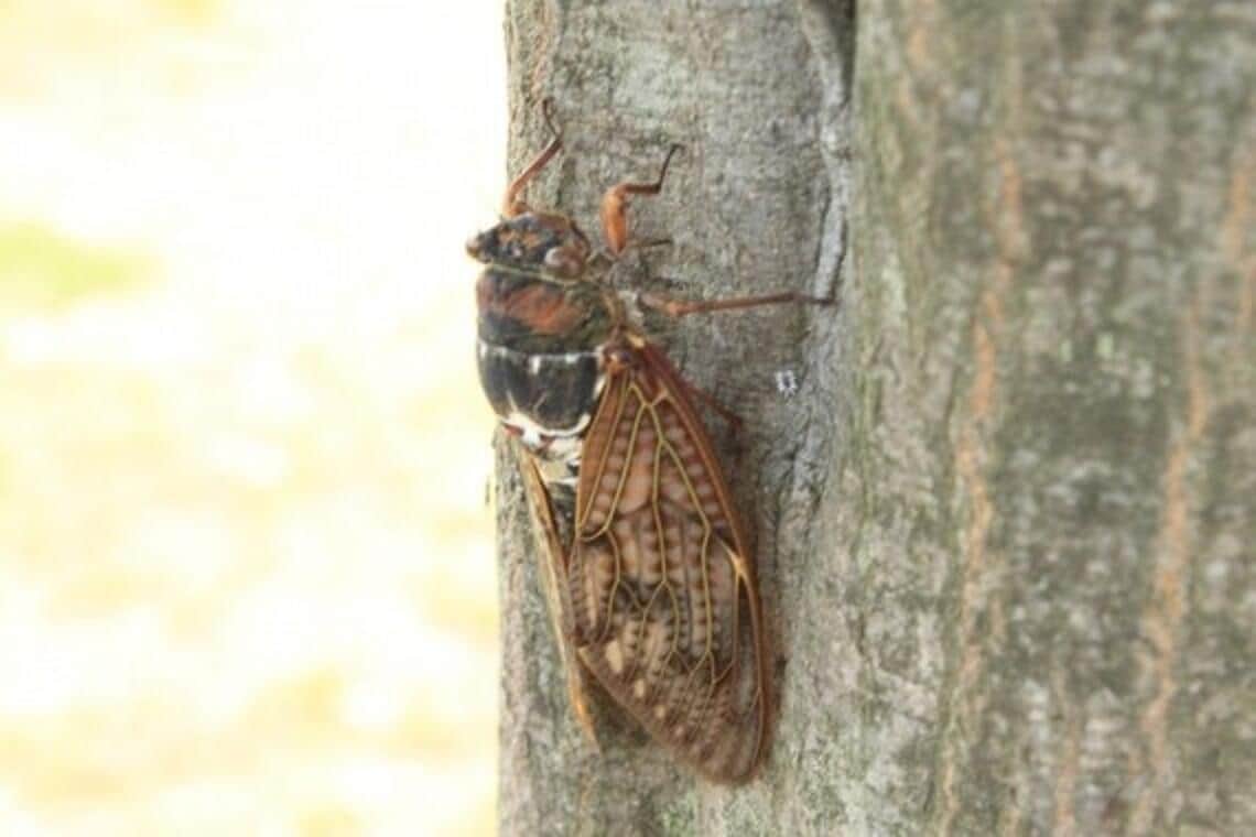 セミの幼虫、食べるとおいしい？公園で大量採取　管理事務所は禁止呼びかけ「激減すれば子どもたちがガッカリ」