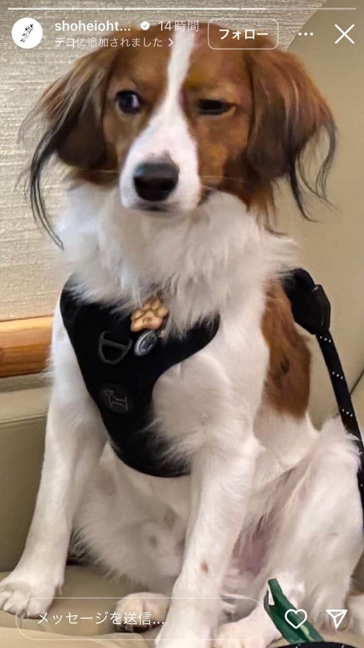 大谷翔平選手のインスタグラム（＠shoheiohtani）より