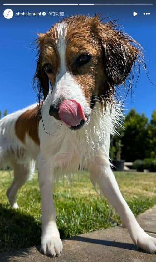 大谷翔平選手のインスタグラム（＠shoheiohtani）より