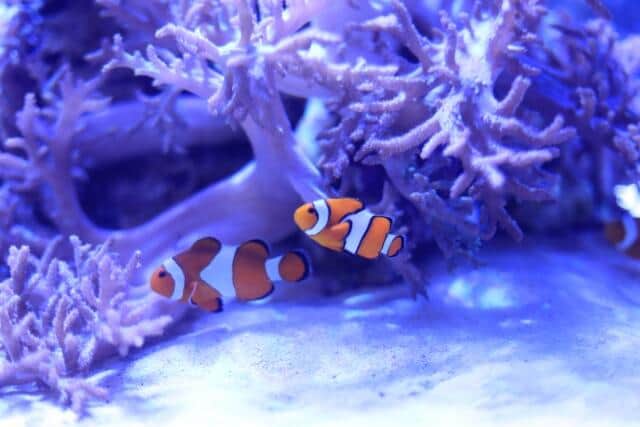 ロシアM8.7→津波警報、本州の水族館も相次ぎ休館　「命を守る行動を」海沿い広範囲に影響