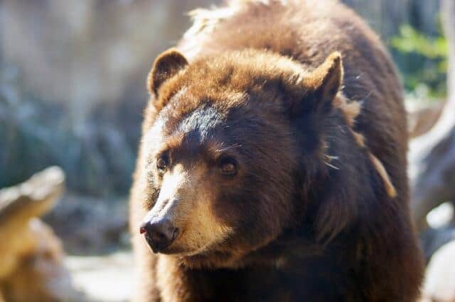ポメラニアンがクマ撃退、実は朝食とられて怒り心頭？　カナダ報道にX衝撃「強すぎるwww」「無事で良かった」
