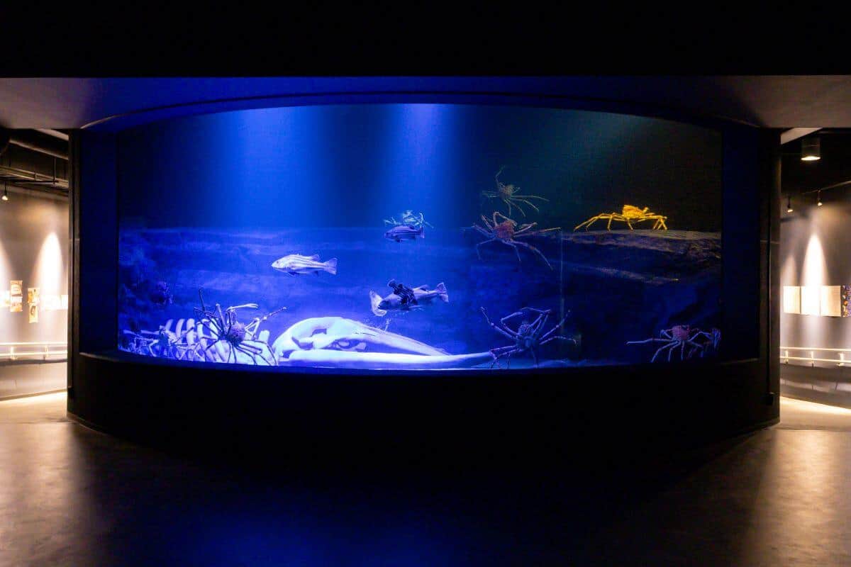 竹島水族館リニューアルで「日本最大級！深海大水塊」が出来た（同館提供）