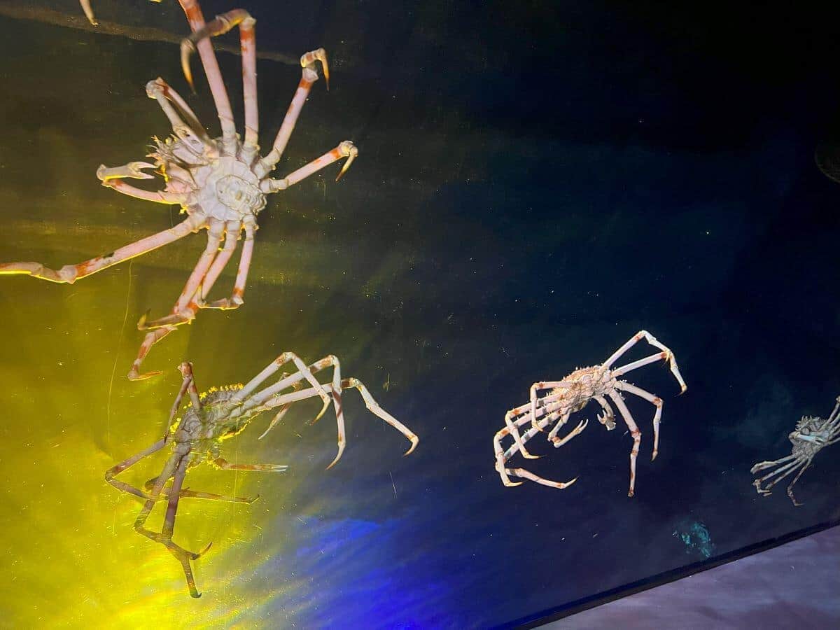竹島水族館リニューアルで「日本最大級！深海大水塊」が出来た、水槽を見上げる様子（同館提供）