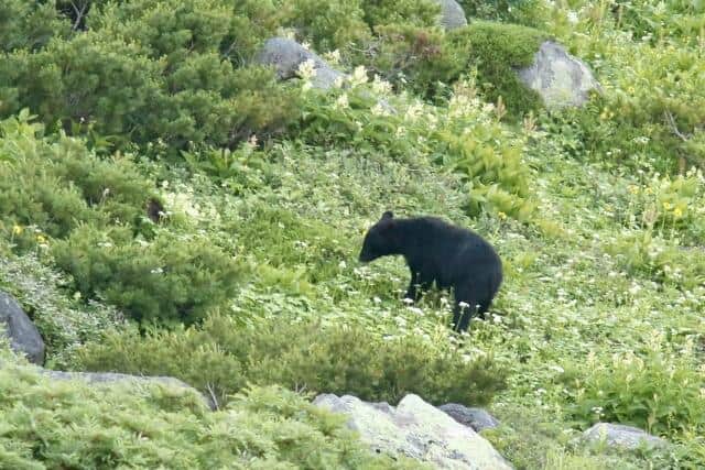 当初はクマなどに襲われた可能性があるとみられていた（画像はイメージ）