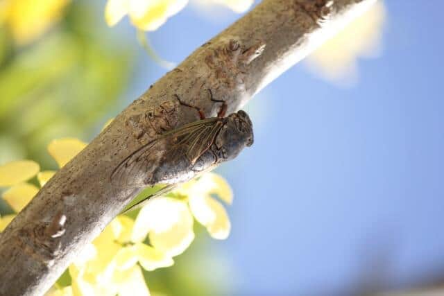 「セミが鳴けば涼しい日」猛暑で話題、実際どうなの？　今後への影響に「セミの少子化」可能性チラつく