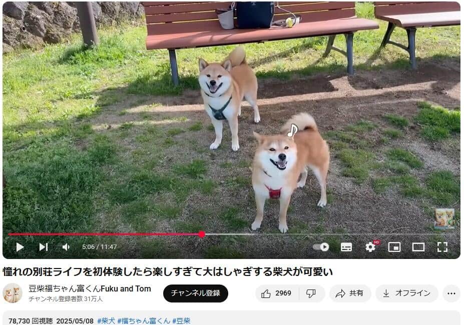 YouTubeチャンネル「豆柴福ちゃん富くんFuku and Tom」で2025年5月8日に公開された動画より