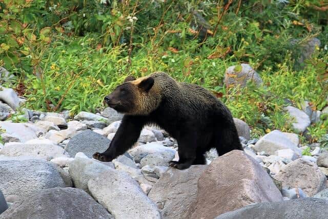 ヒグマが襲ってきた→ハンターが発砲、駆除したら「無許可だから違法」に？　身を守るにも処罰覚悟なのか