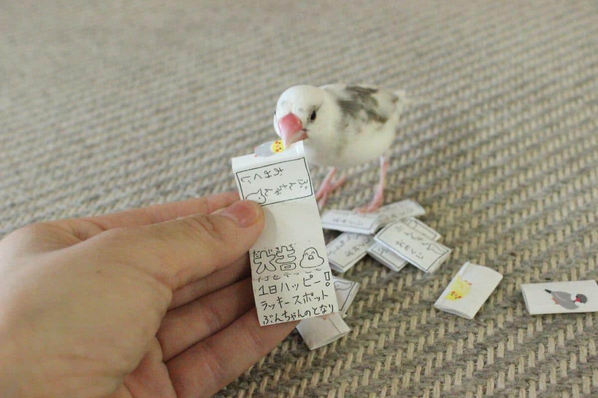 「おみくじ」が始まった2018年当時のぶんちゃん。「弥富市歴史民俗資料館」公式X（＠yatomi_rekimin）より