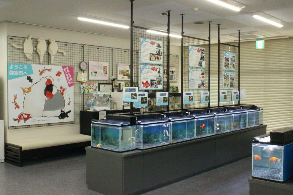 金魚と文鳥に会える「弥富市歴史民俗資料館」。公式X（＠yatomi_rekimin）より