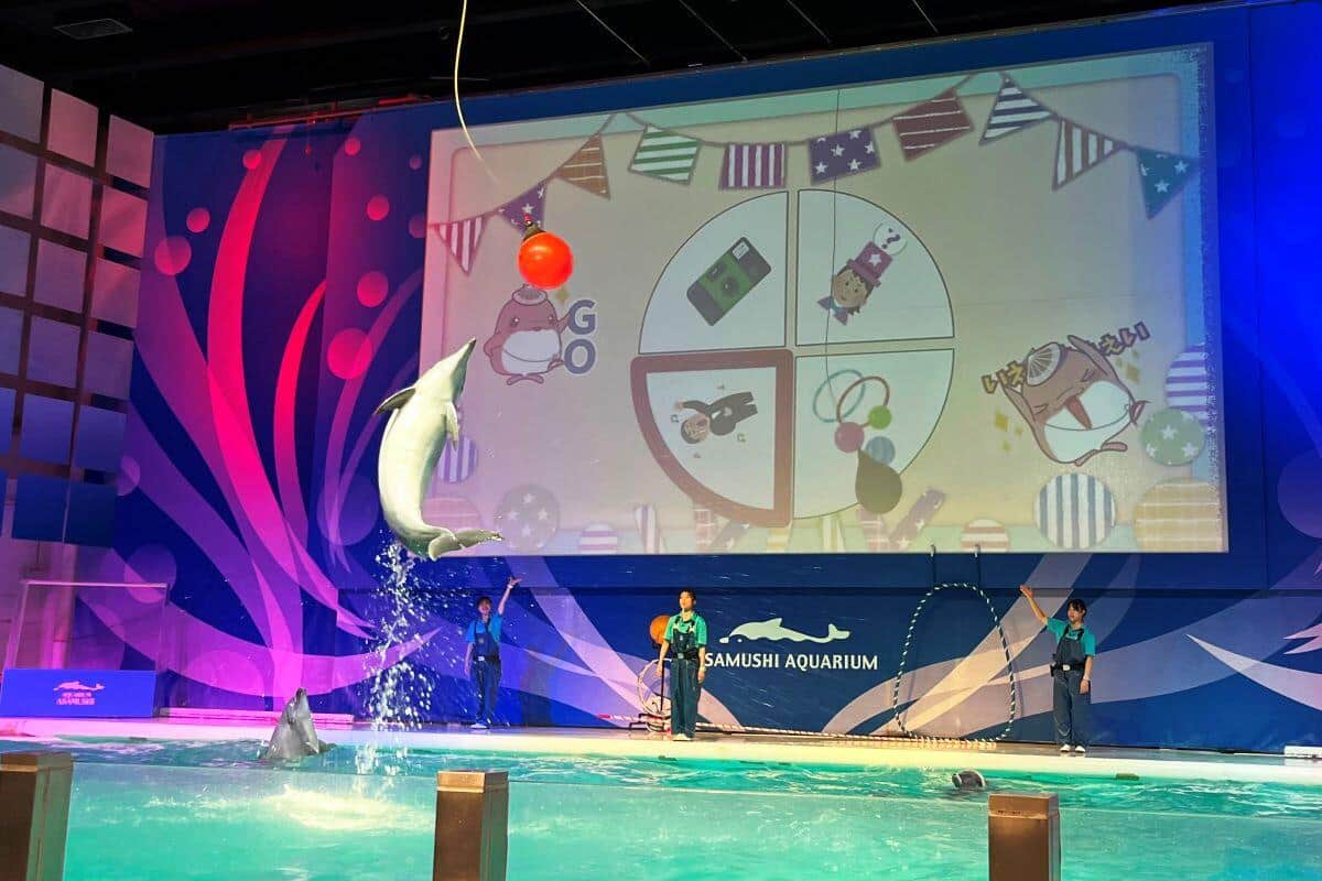 「青森県営 浅虫水族館」のイルカパフォーマンス。公式提供