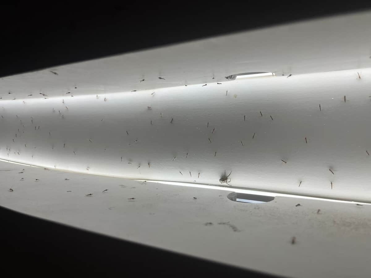 パビリオンの明かりに群がるユスリカ（25年8月撮影）
