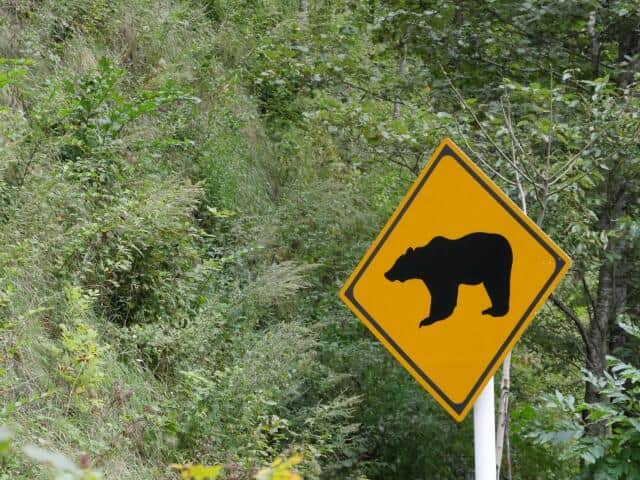 相次ぐクマ被害、撃退グッズ販売倍増　クマスプレーは事前に「黄色いバンド外して」...狩猟用品店に聞く注意点