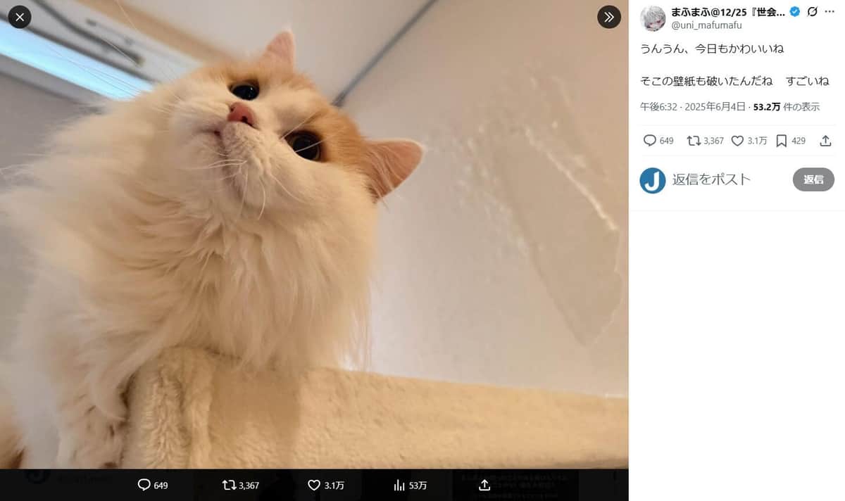 まふまふさんのX（＠uni_mafumafu）より