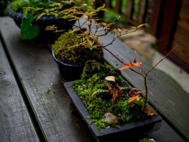 「手間をかけて育てること」が盆栽人気の秘密という