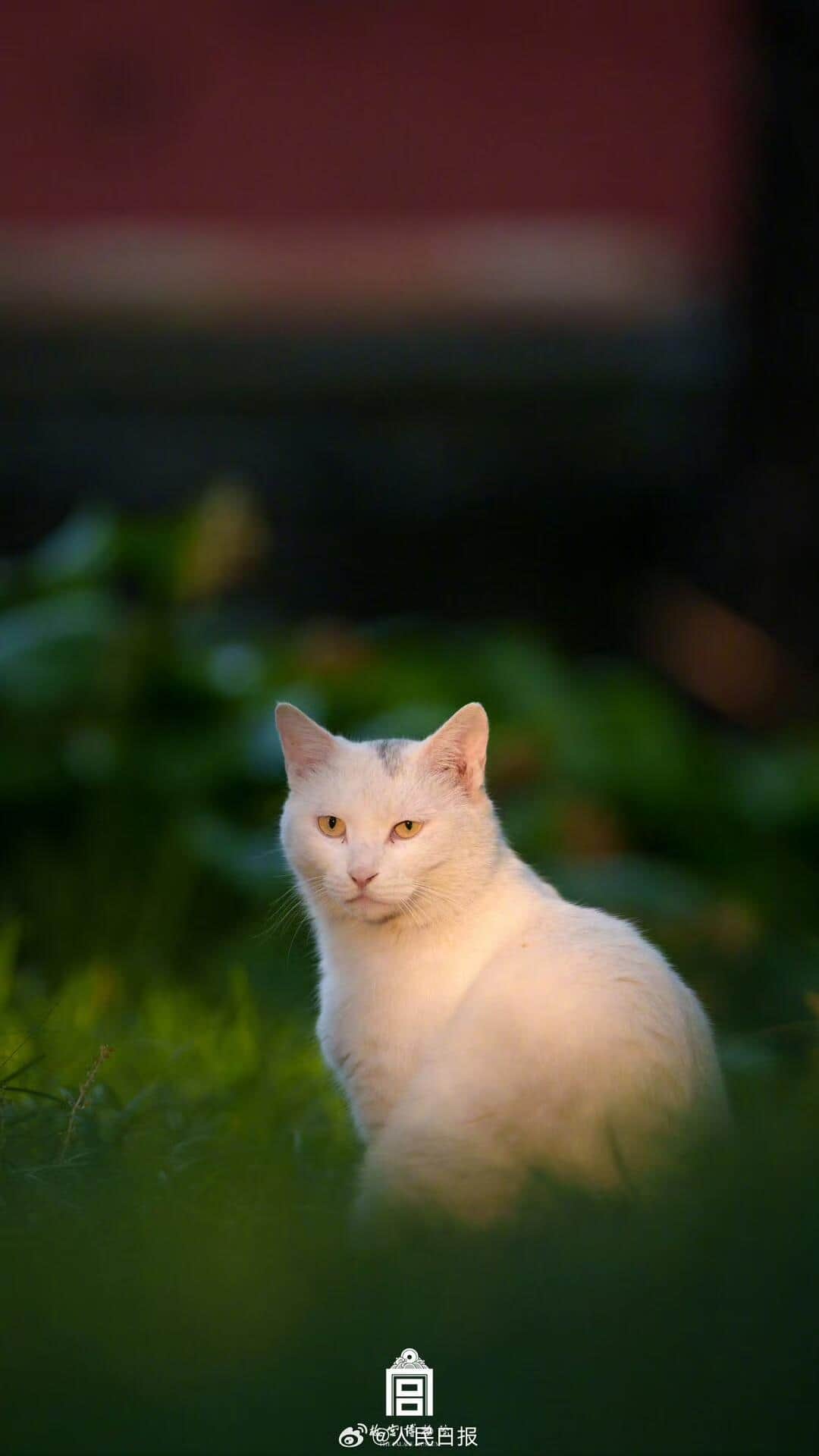 在京中国大使館のXに猫が4匹登場。普段の投稿とのギャップに驚く声が相次いでいる
