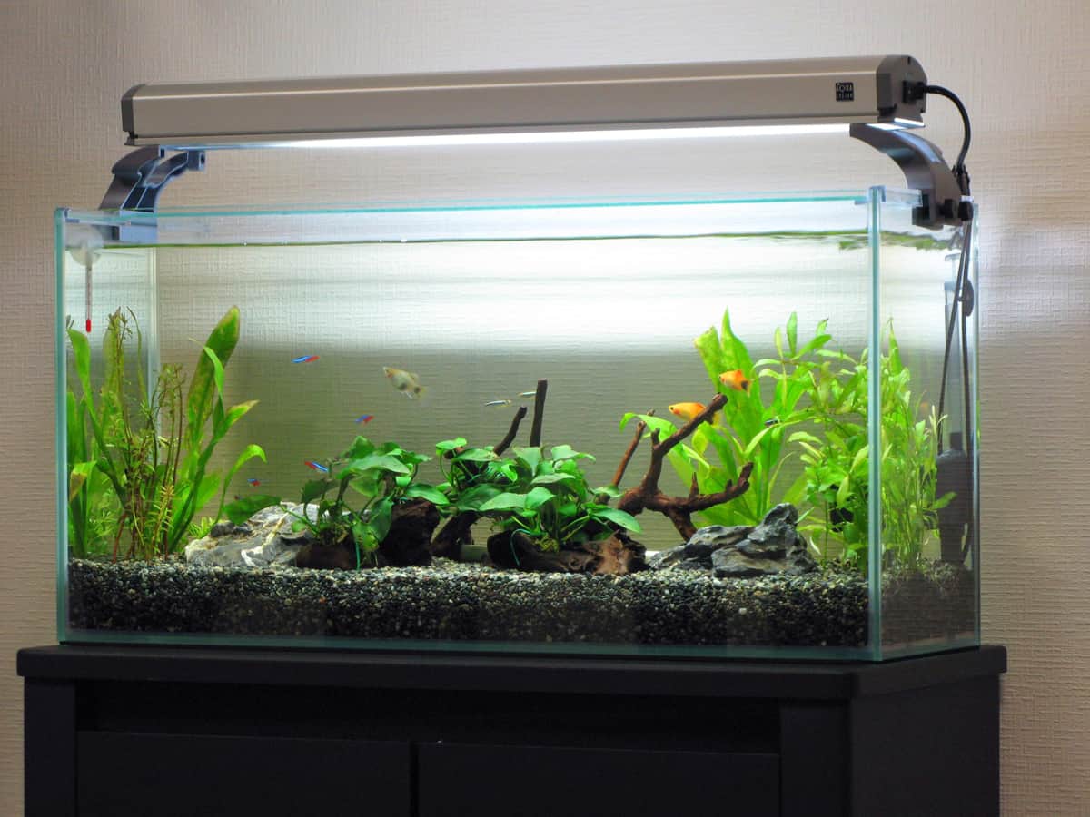 観賞魚は果たして「インテリア」なのか（写真はイメージ）