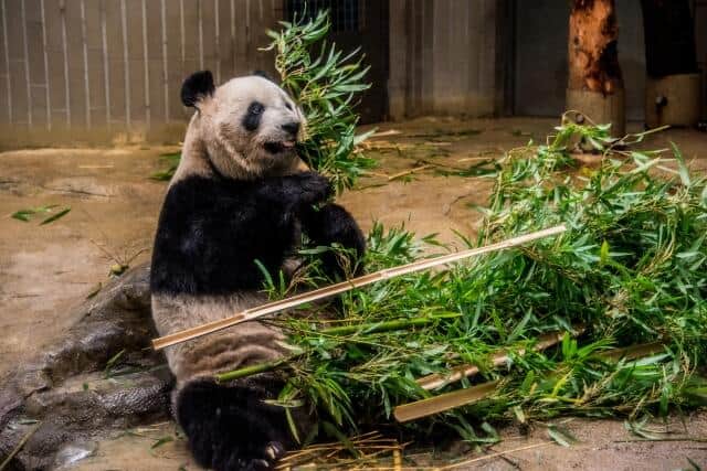 上野動物園でパンダが観られるのもあと1か月ほど
