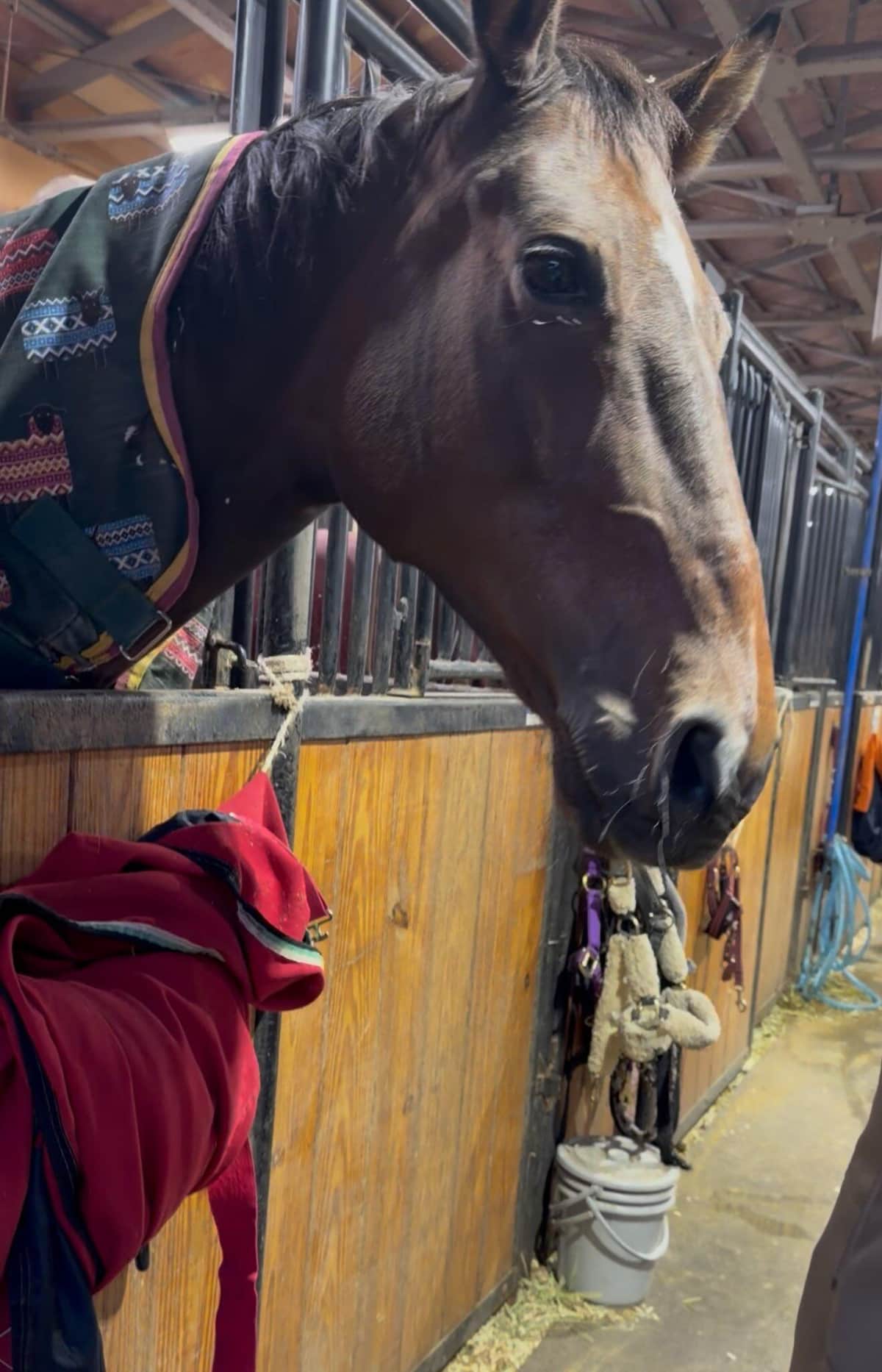 厩舎にいるジェイク・ロイドM 。usa-pom@午年男（＠usa_pom）さん提供