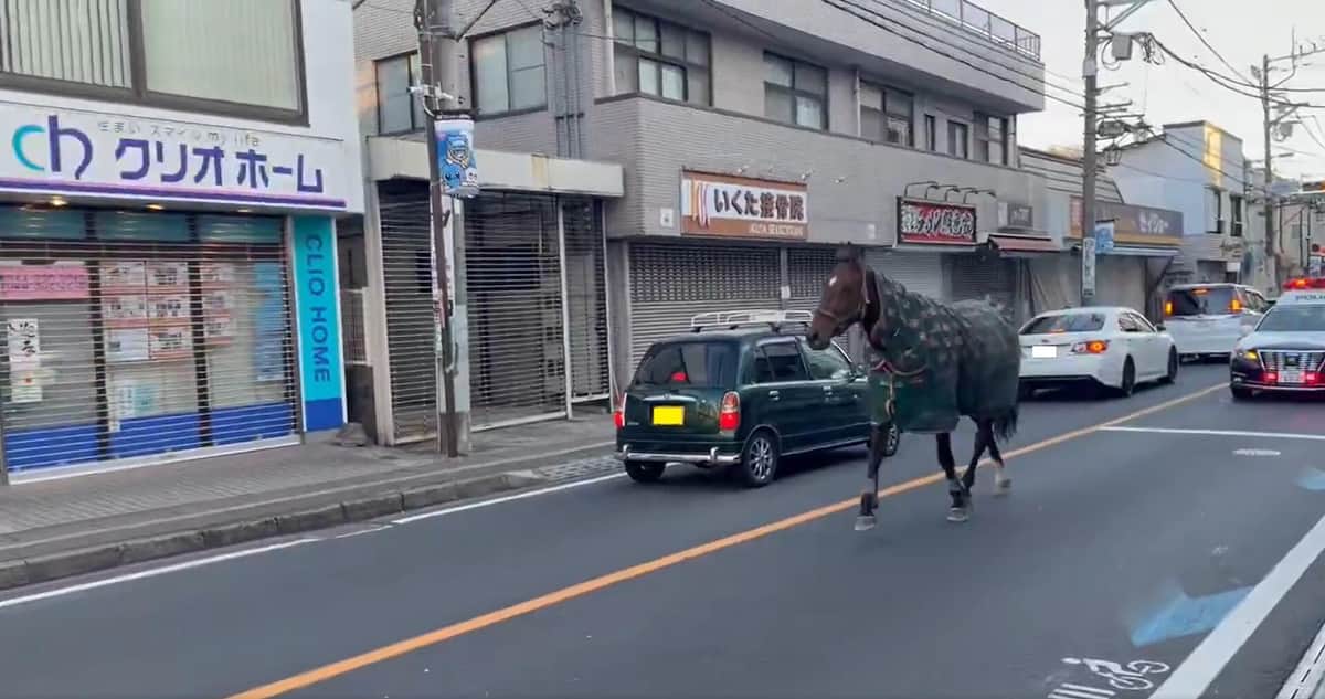 路上を歩くジェイク・ロイドM 。usa-pom@午年男（＠usa_pom）さん提供