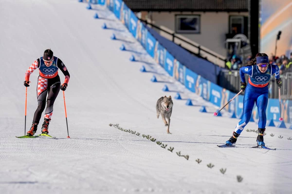 犬とギリシャ・ハラランピドゥ選手、クロアチア・ハジッチ選手（写真：NTB scanpix/アフロ）