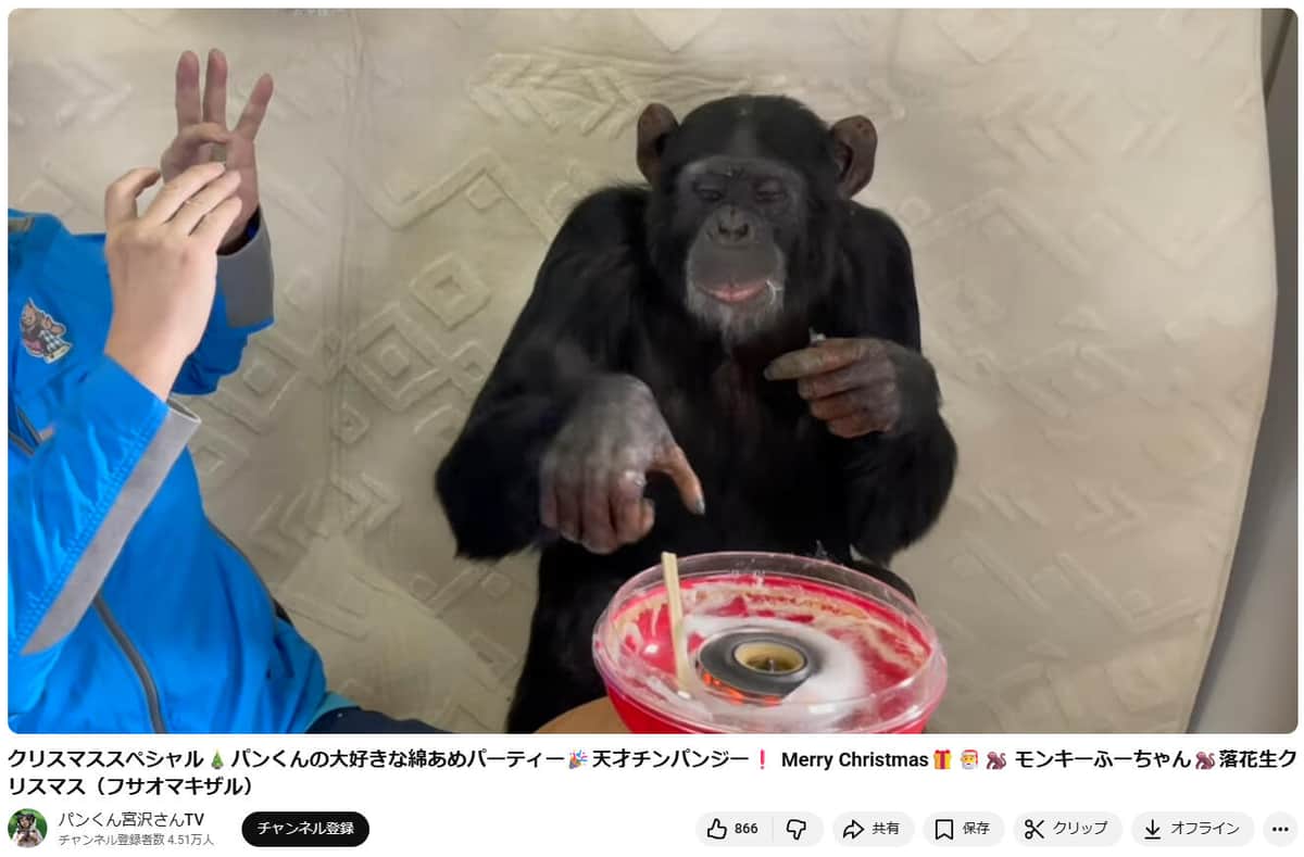 わたあめを食べるパンくん。YouTubeチャンネル「パンくん宮沢さんTV」