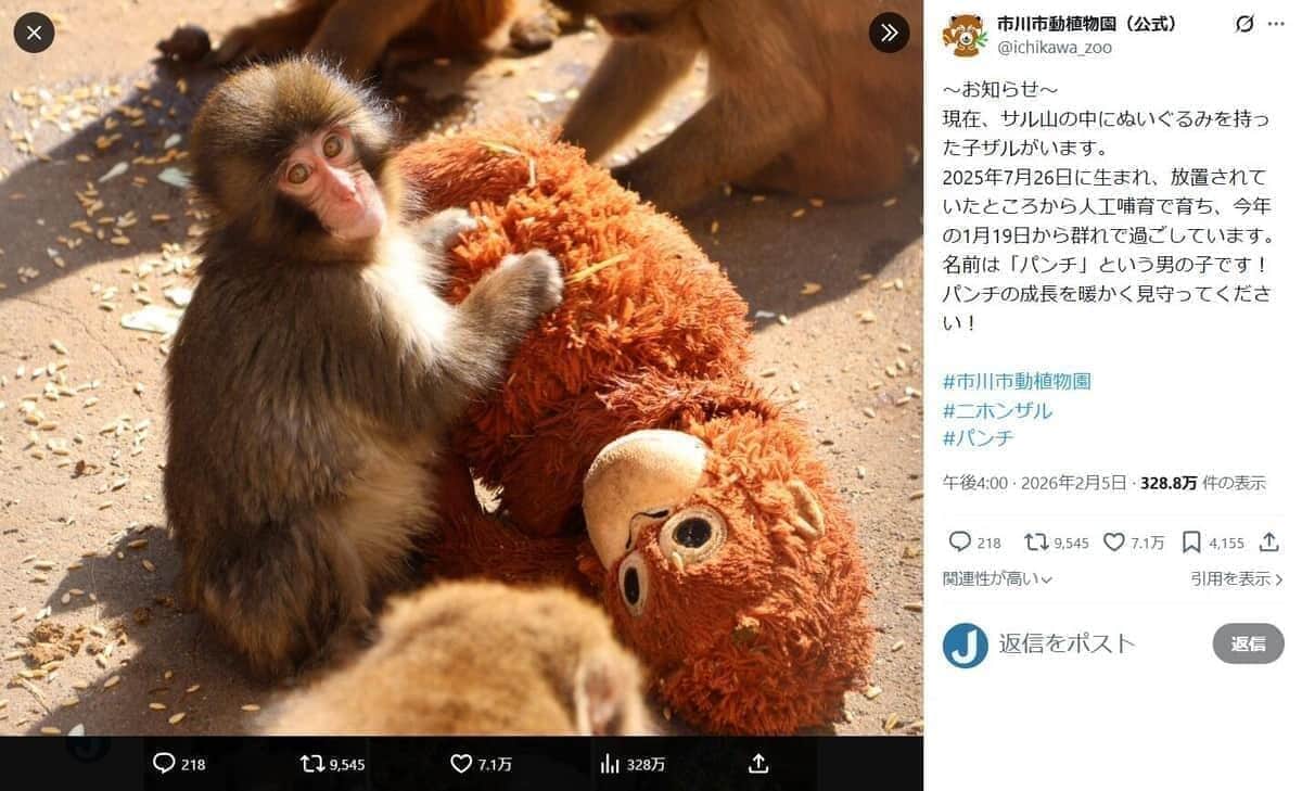 ぬいぐるみと過ごす姿で人気の子猿「パンチ」くん　市川市動植物園、4か国語で観覧時の注意事項を投稿