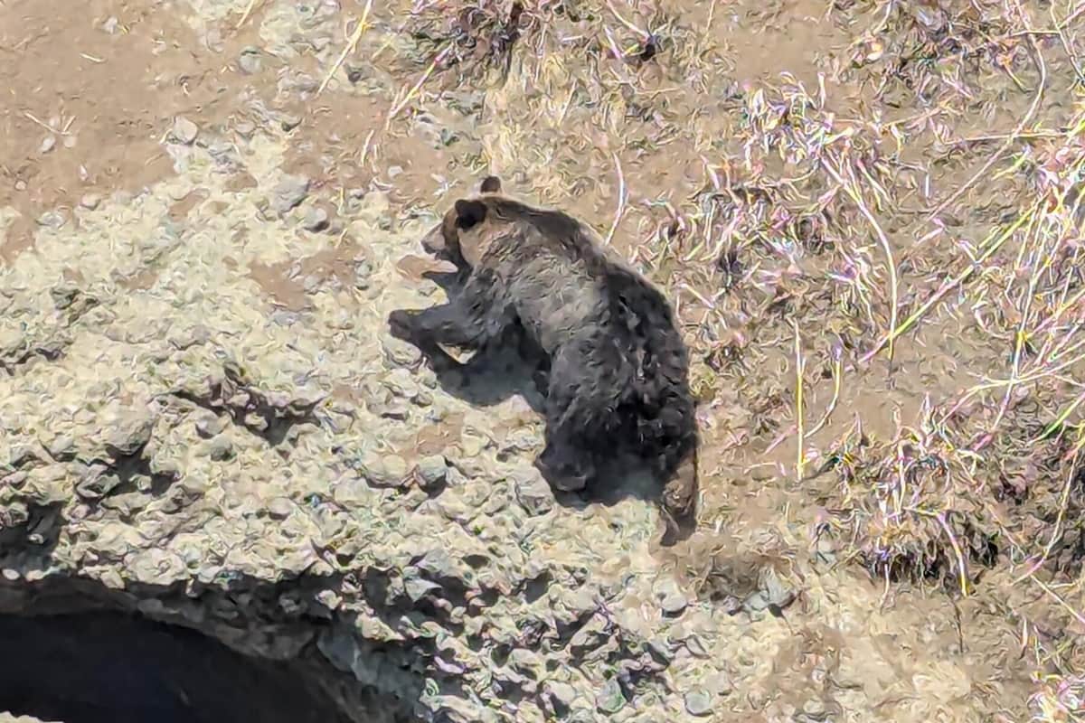 投稿者が遭遇した大型のヒグマ（提供者：銭函トレッキングさん／@zenibako_trek）