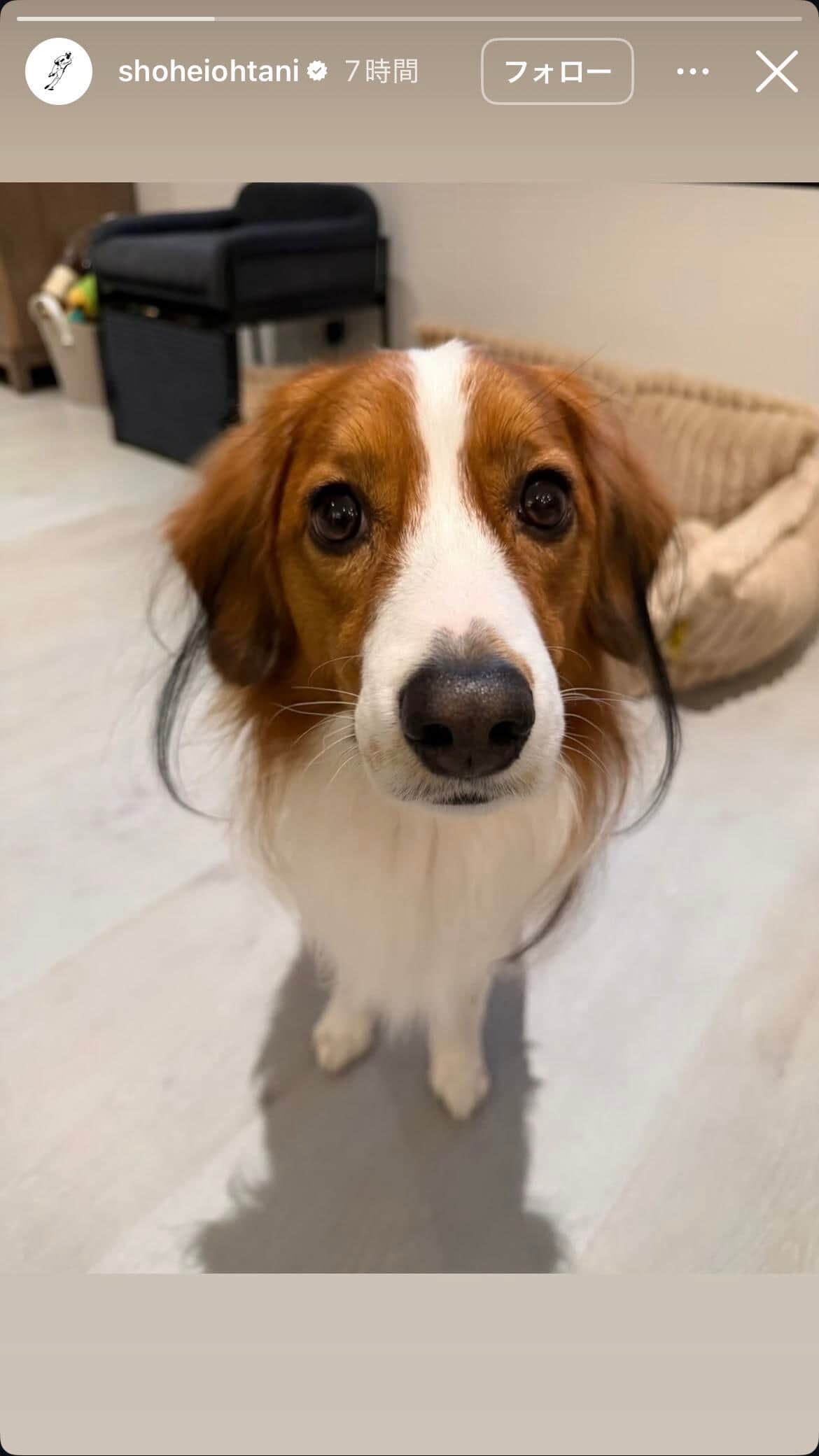 大谷翔平選手のインスタグラム（＠shoheiohtani）より