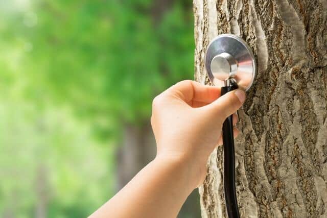 人間も木もメンテナンスは重要だが…（画像はイメージ）