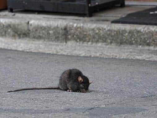 感染経路はウイルス接触があったネズミの可能性（写真はイメージ）