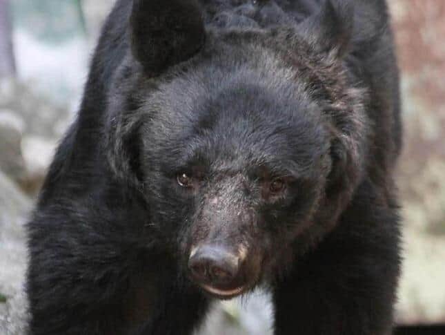 都内の生活圏がクマの勢力範囲になりつつある（画像はイメージ）