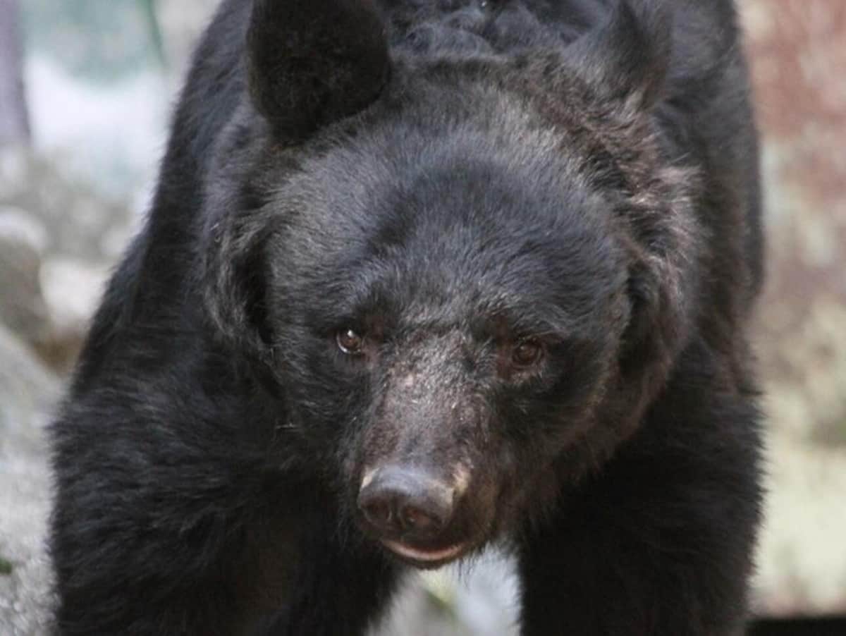 東京・奥多摩山中で、クマによる被害か（写真はイメージ）