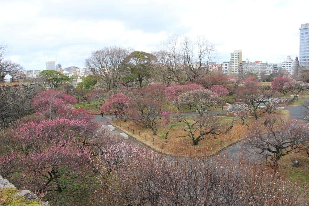 舞鶴公園の梅園（公式サイトのフォトギャラリーより）