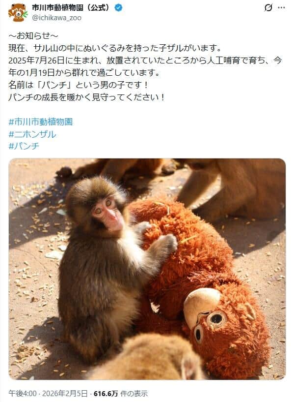市川市動植物園では子ザルのパンチが人気だ。動植物園公式X（＠ichikawa_zoo）より