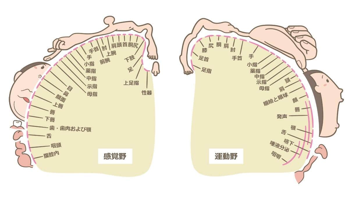 「ホムンクルスの図」