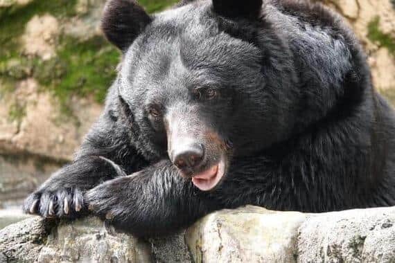冬眠前に食糧を求めてクマの出没が増えると予測される（画像はイメージ）
