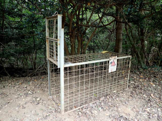 イノシシ用の捕獲わな
