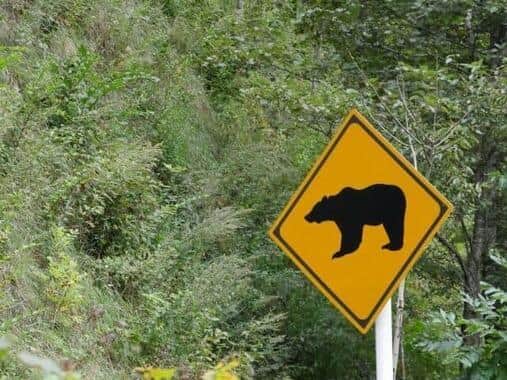舞鶴市の住宅街にクマ親子が出没　「エサの実り具合がよくない...人里に出没するケースが増える可能性」と専門家
