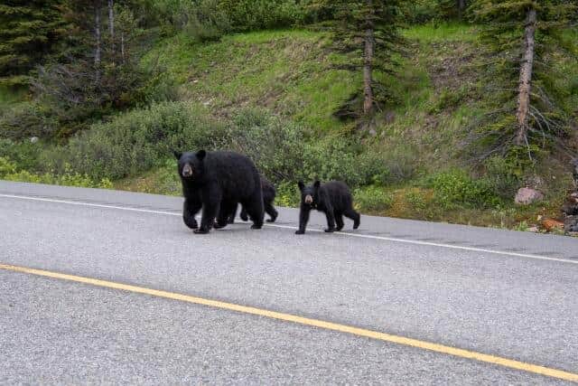 2025年の制度開始以来82例目となったクマの緊急銃猟（画像はイメージ）
