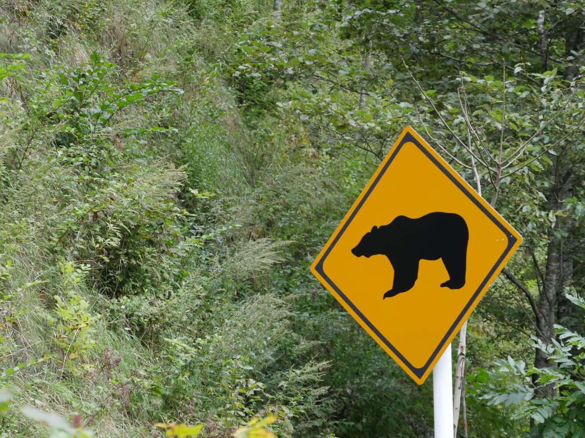 ツキノワグマには要注意（写真はイメージ）