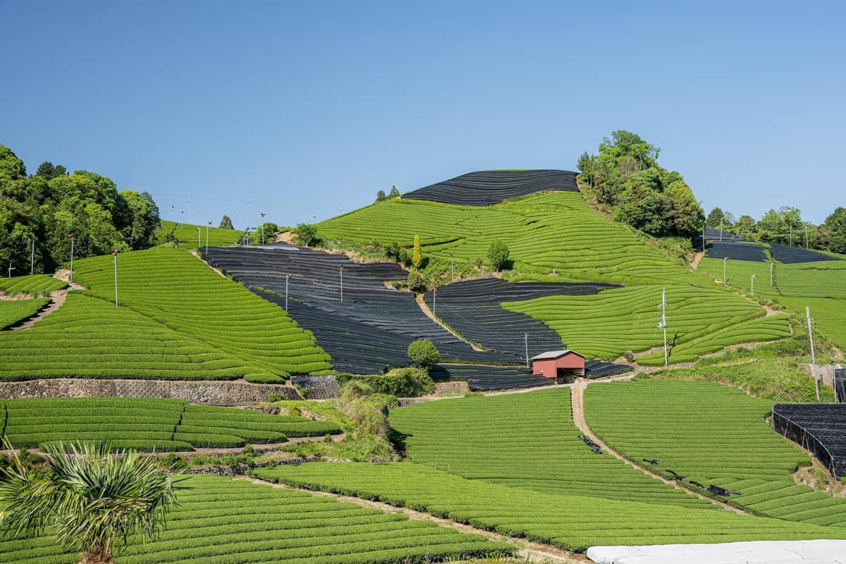 「宇治茶」の一大産地・京都府和束町の茶畑