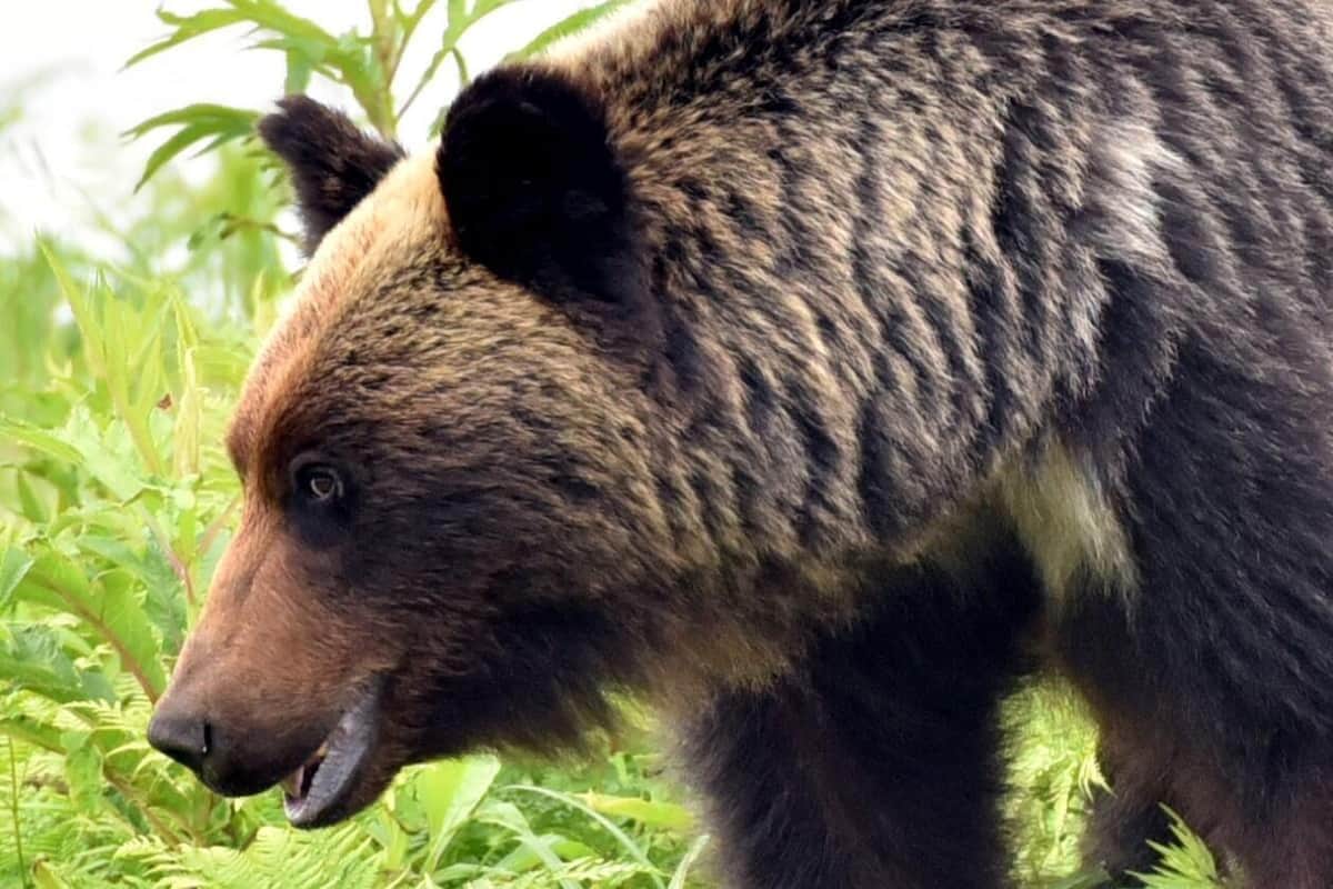 「頭が悪い」「死んでくれ」クマ緊急銃猟の舞鶴市にカスハラ電話　「地元の人なんだろうか」と宮根誠司氏