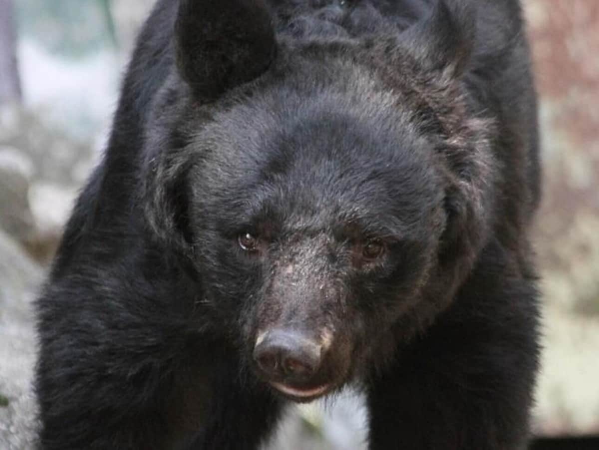 ゾロか丹下左膳か、呼ばれた通称は可愛いが...　猟友会が8年追ったクマの正体
