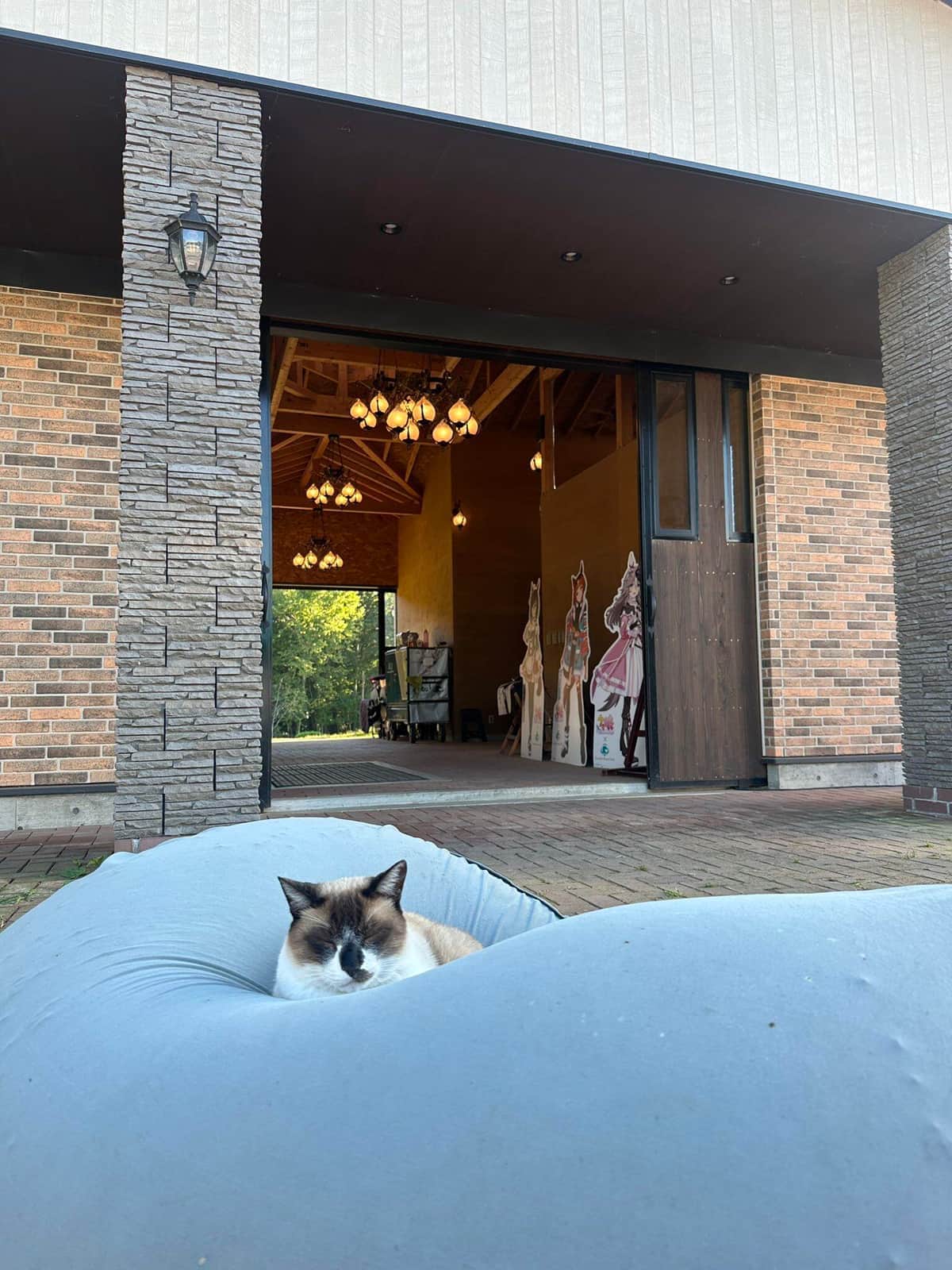 ありし日の「コアラ」。大きなYogiboクッションでくつろいでいる（写真はYogiboヴェルサイユリゾートファームのXから）
