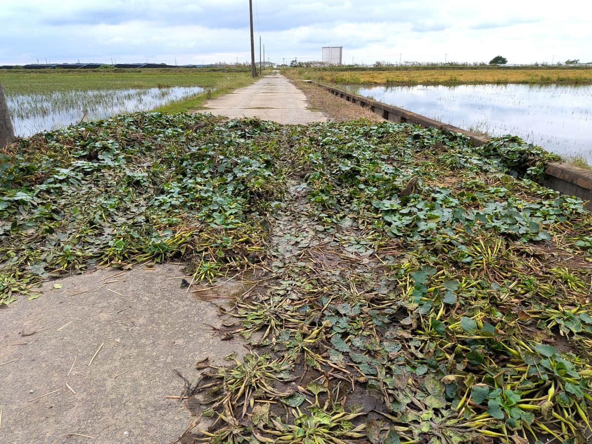 農道の途中で、足元には流れ着いた大量の水草が（千葉県成田市）