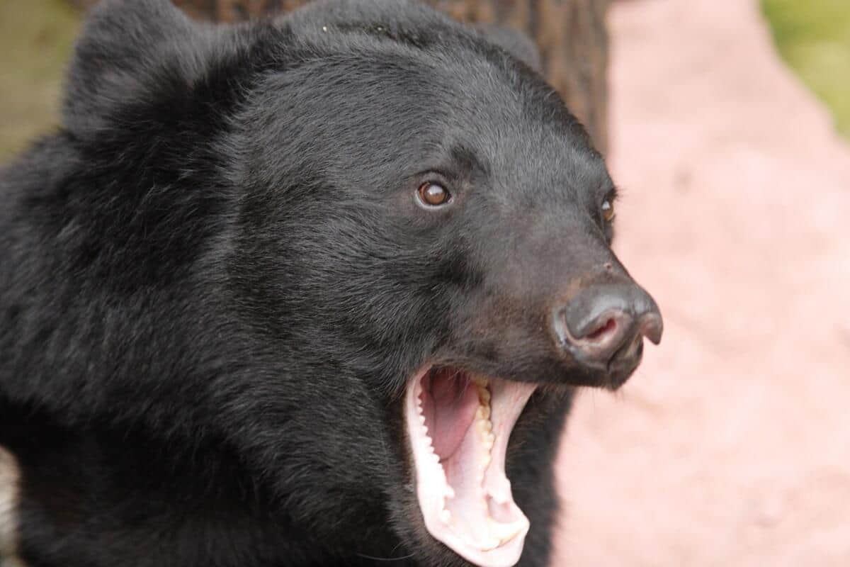秦野市がツキノワグマを駆除せず放獣（画像はイメージ）