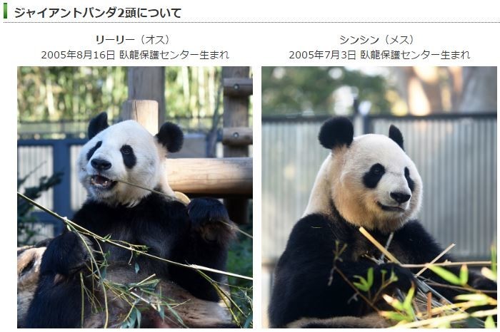 株価も発情 パンダ赤ちゃん期待でビンビンの銘柄 J Cast ニュース 全文表示