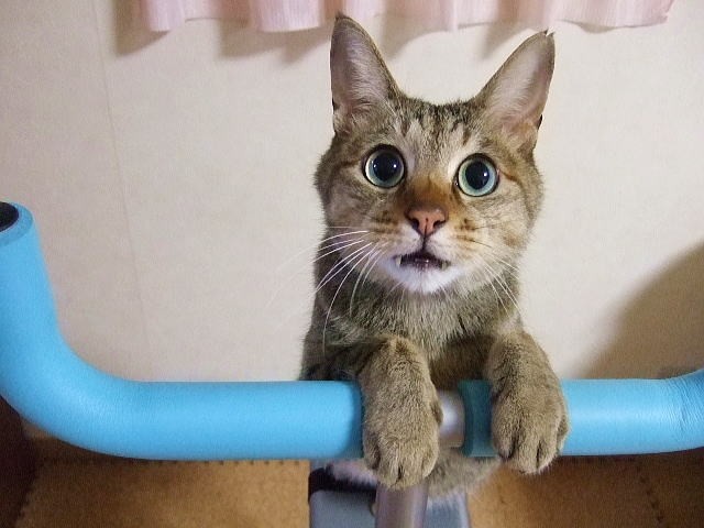 ペットと一緒に入る墓が増えている 可愛い犬猫と幸せな終活を迎えるには J Cast ニュース 全文表示