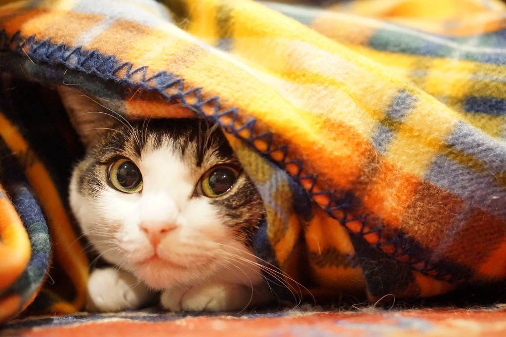 犬 猫飼えば 手っ取り早くsnsで有名に はあちゅう投稿に ペット遺棄助長 批判 J Cast ニュース 全文表示